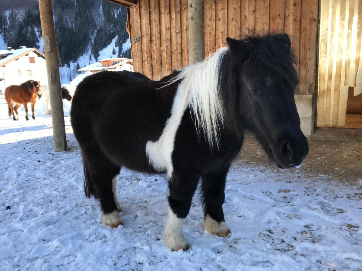 Pony-Ziegen-Hasen-Ranch Bichlbach 아파트 외부 사진
