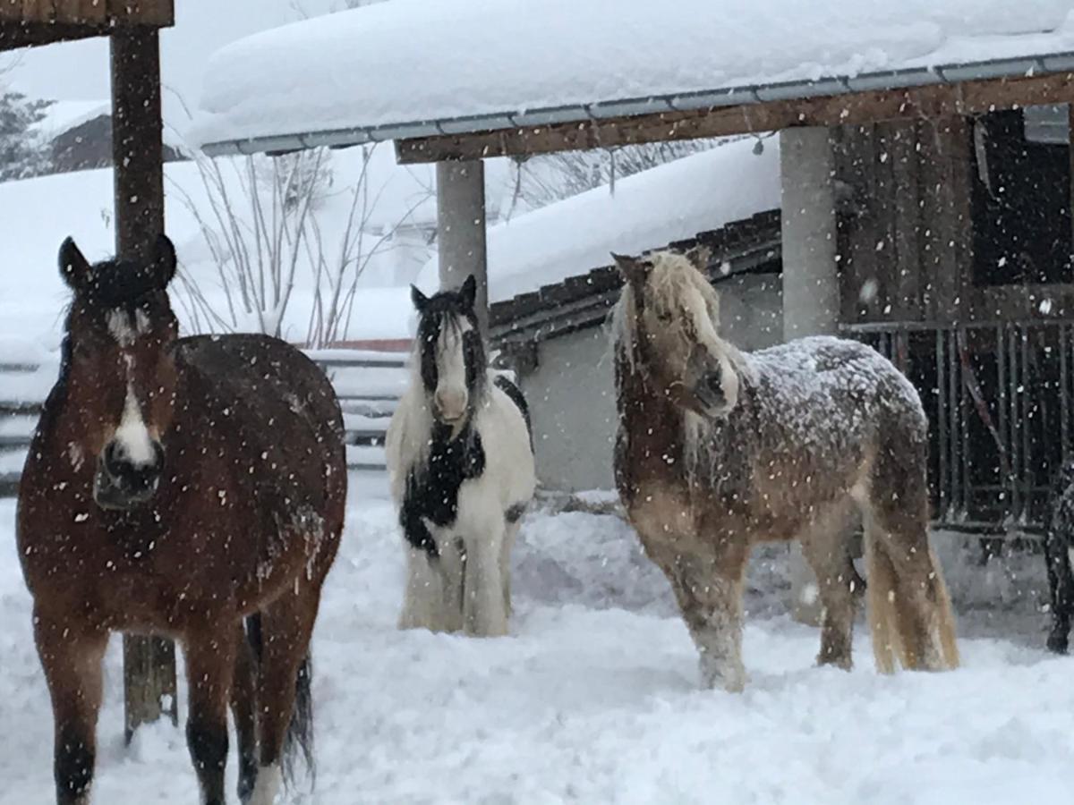Pony-Ziegen-Hasen-Ranch Bichlbach 아파트 외부 사진