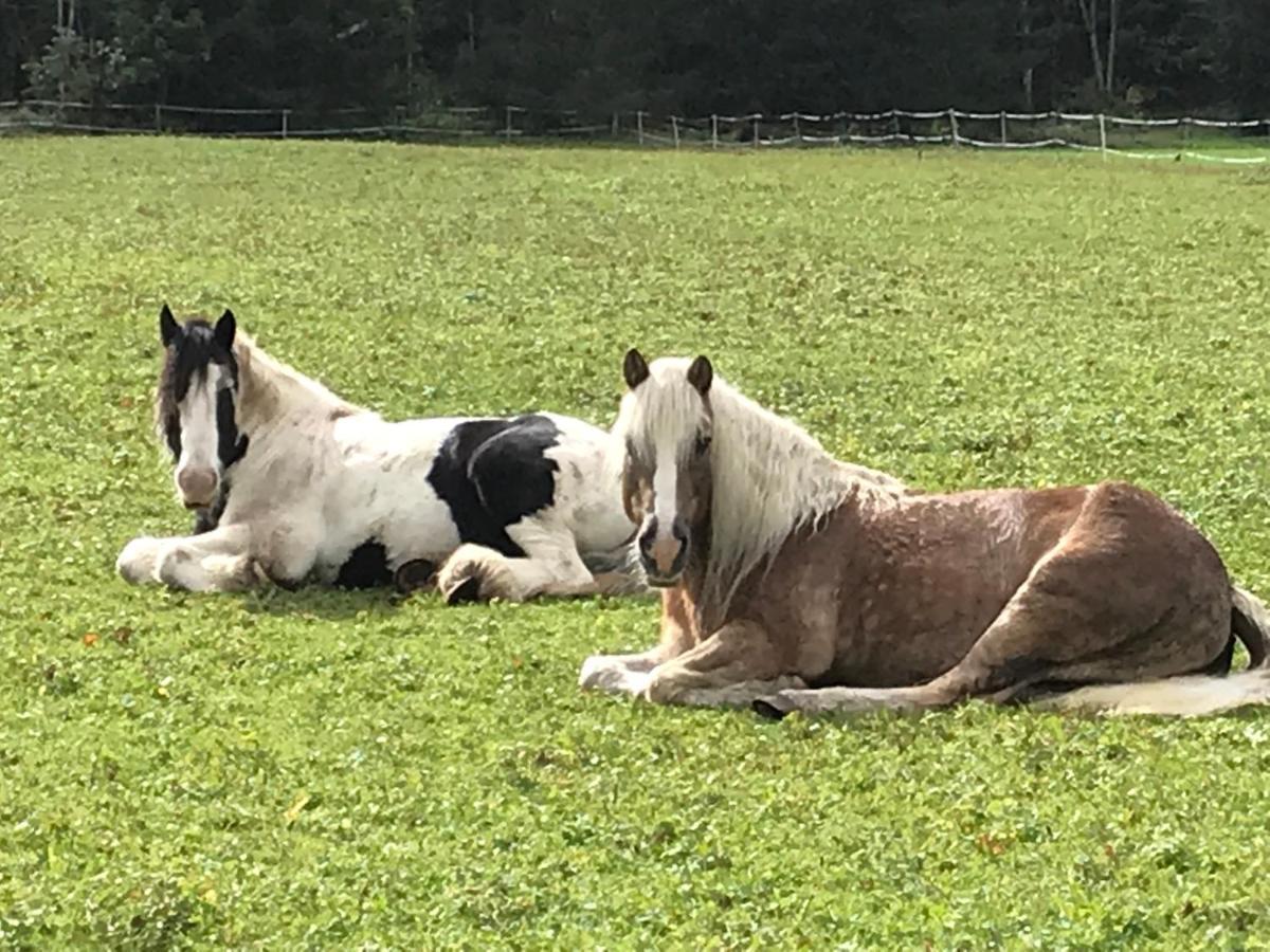 Pony-Ziegen-Hasen-Ranch Bichlbach 아파트 외부 사진